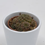 Sulcorebutia arencea - 5.5cm