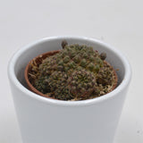 Sulcorebutia arencea - 5.5cm