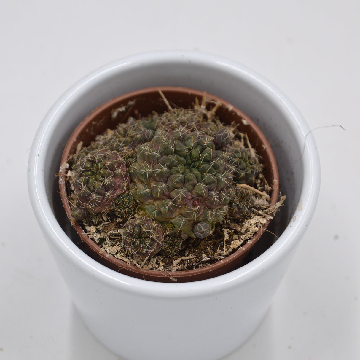 Sulcorebutia arencea - 5.5cm
