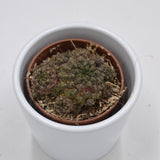 Sulcorebutia arencea - 5.5cm