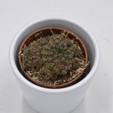 Sulcorebutia arencea - 5.5cm