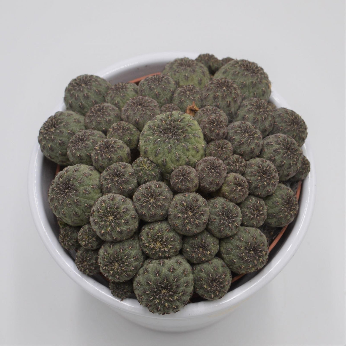 Sulcorebutia rauschii - 10.5cm