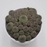 Sulcorebutia rauschii - 10,5cm