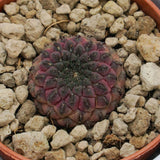 Sulcorebutia rauschii Violet - 5.5cm
