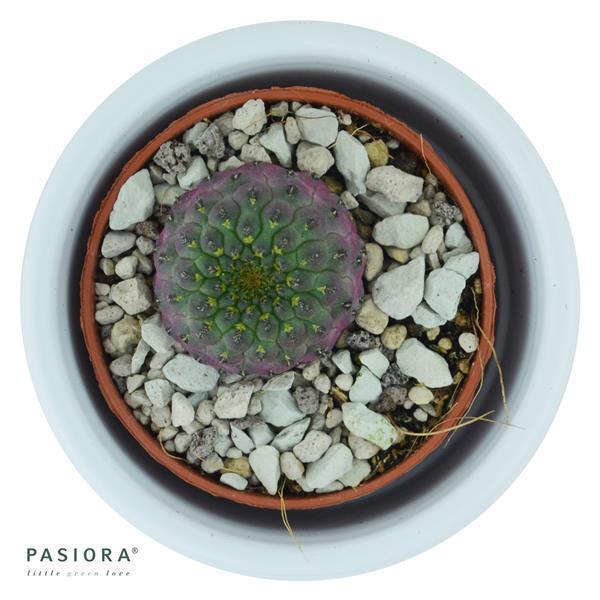 Sulcorebutia rauschii Violet - 5.5cm