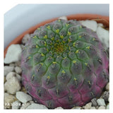 Succulent Selection, 5 pieces