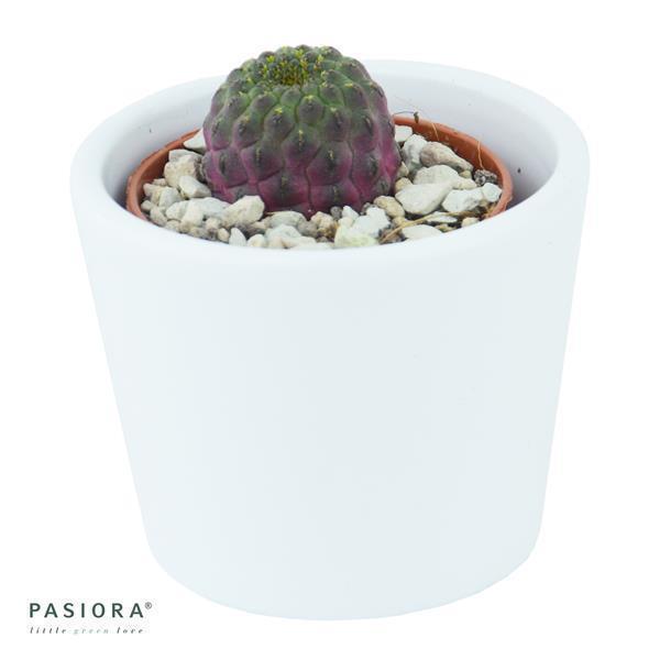 Sulcorebutia rauschii Violet - 5.5cm