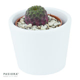 Sulcorebutia rauschii Violet - 5.5cm