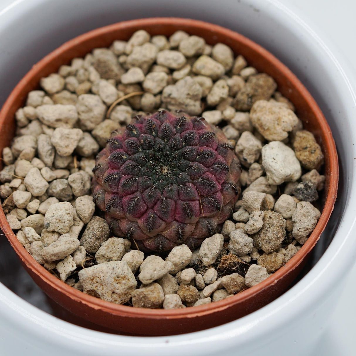 Sulcorebutia rauschii Violet - 5.5cm