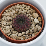 Sulcorebutia rauschii Violet - 5.5cm