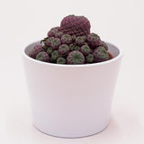 Sulcorebutia rauschii Violet - 10,5cm