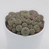 Sulcorebutia rauschii - 10.5cm