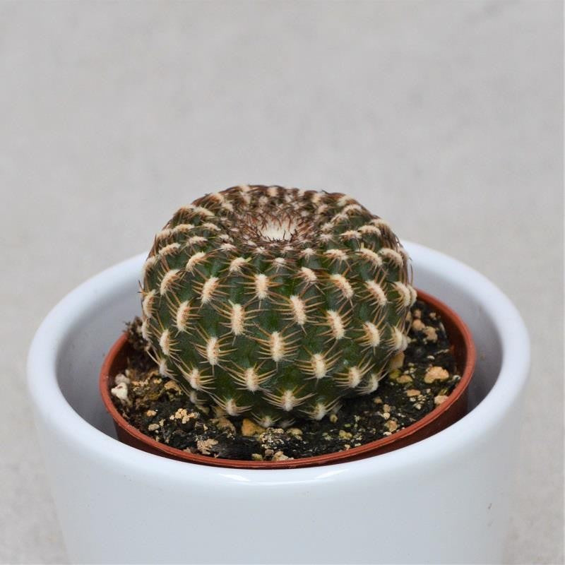 Sulcorebutia arencea - 5.5cm