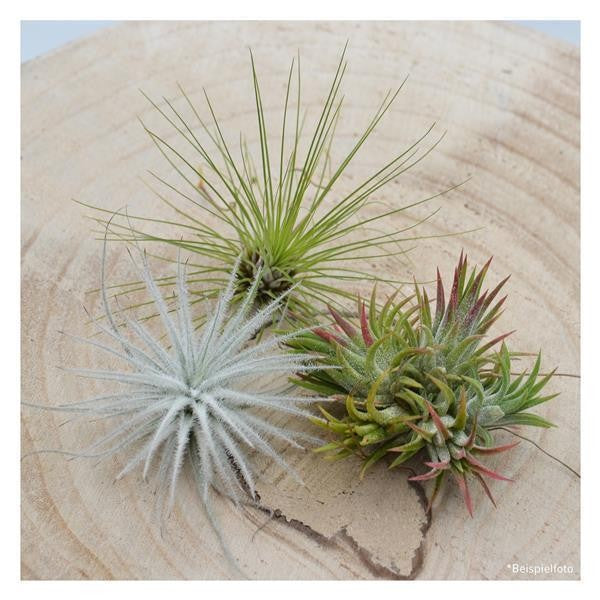 Tschakka Tillandsia, 3 pieces