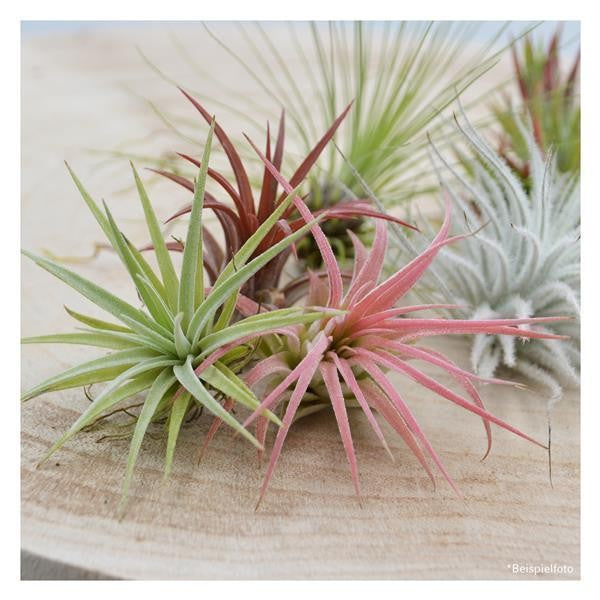 Tschakka Tillandsia, 3 pieces