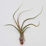 Tillandsia baileyi