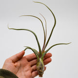 Tillandsia baileyi