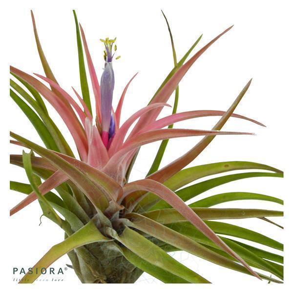 Tillandsia brachycaulos var. multiflora