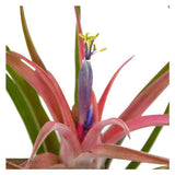 Tschakka Tillandsia, 3 pieces