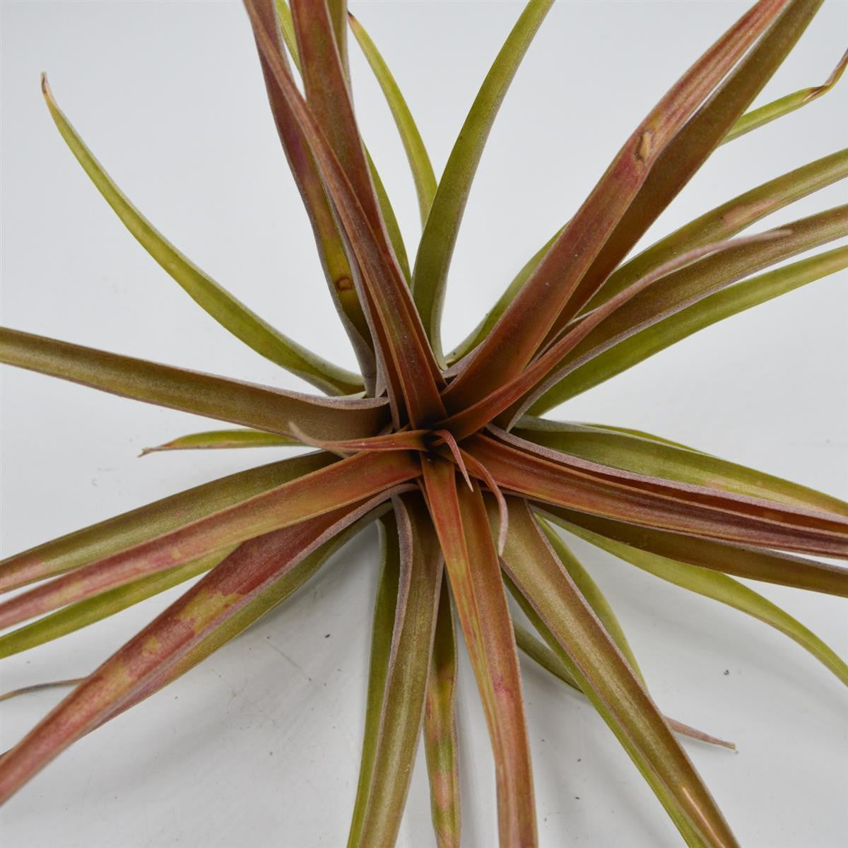 Tillandsia brachycaulos var. multiflora XL
