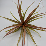 Tillandsia brachycaulos var. multiflora XL