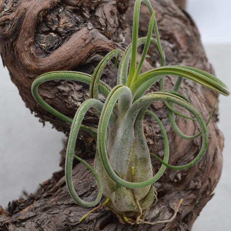 Tillandsia caput-medusae