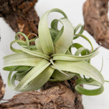 Tillandsia Curly Slim