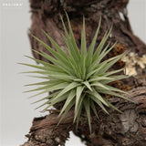 Tillandsia espinosae