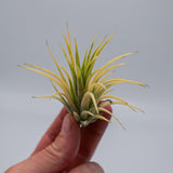 Tillandsia ionantha Druid