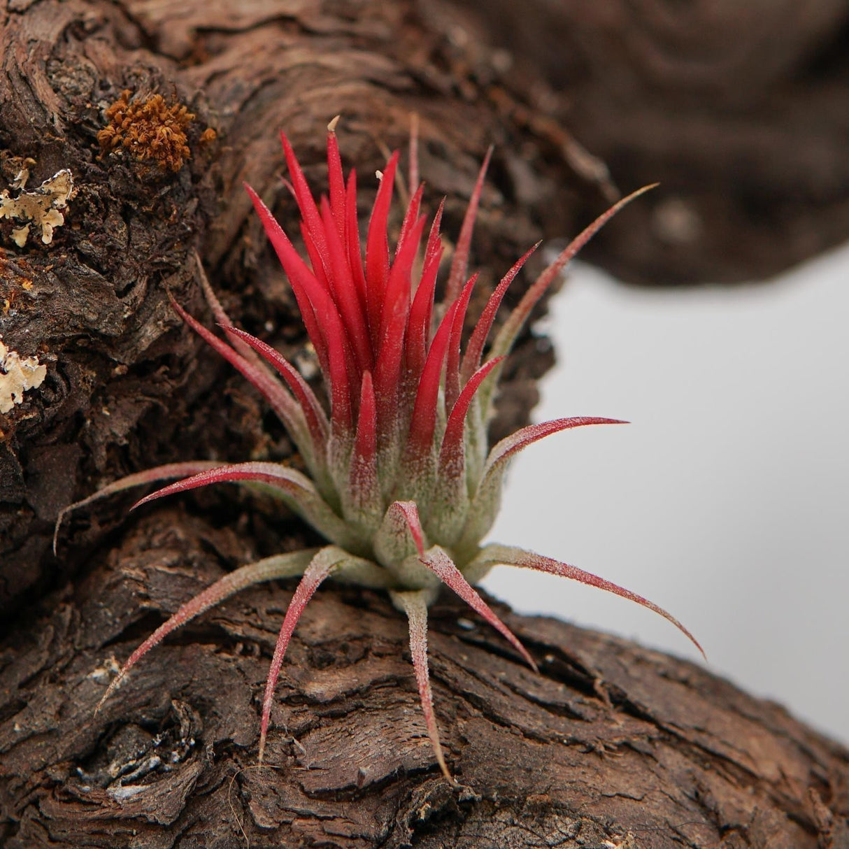 Tillandsia ionantha fuego