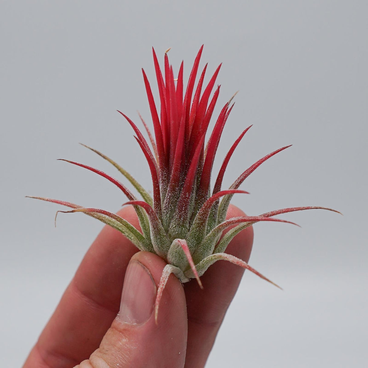Tillandsia ionantha fuego