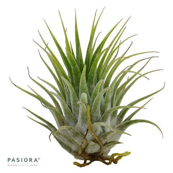 Tschakka Tillandsia, 3 pieces