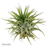 Tschakka Tillandsia, 3 pieces