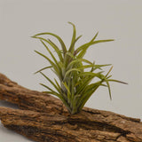 Tillandsia neglecta