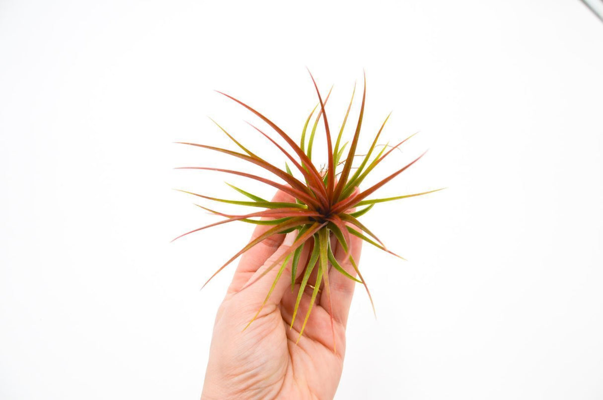 Tillandsia Rainforest Red