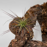 Tillandsia stricta