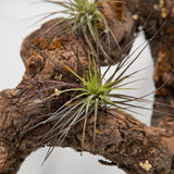Tillandsia stricta