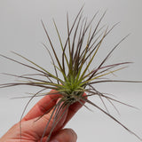 Tillandsia stricta