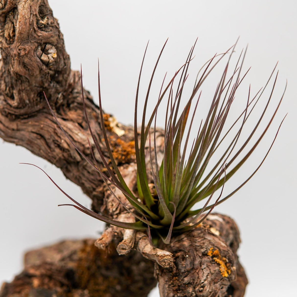 Tillandsia tricolor var. melanocrater