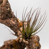 Tillandsia tricolor v. melanocrater
