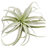 Tillandsia xerographica