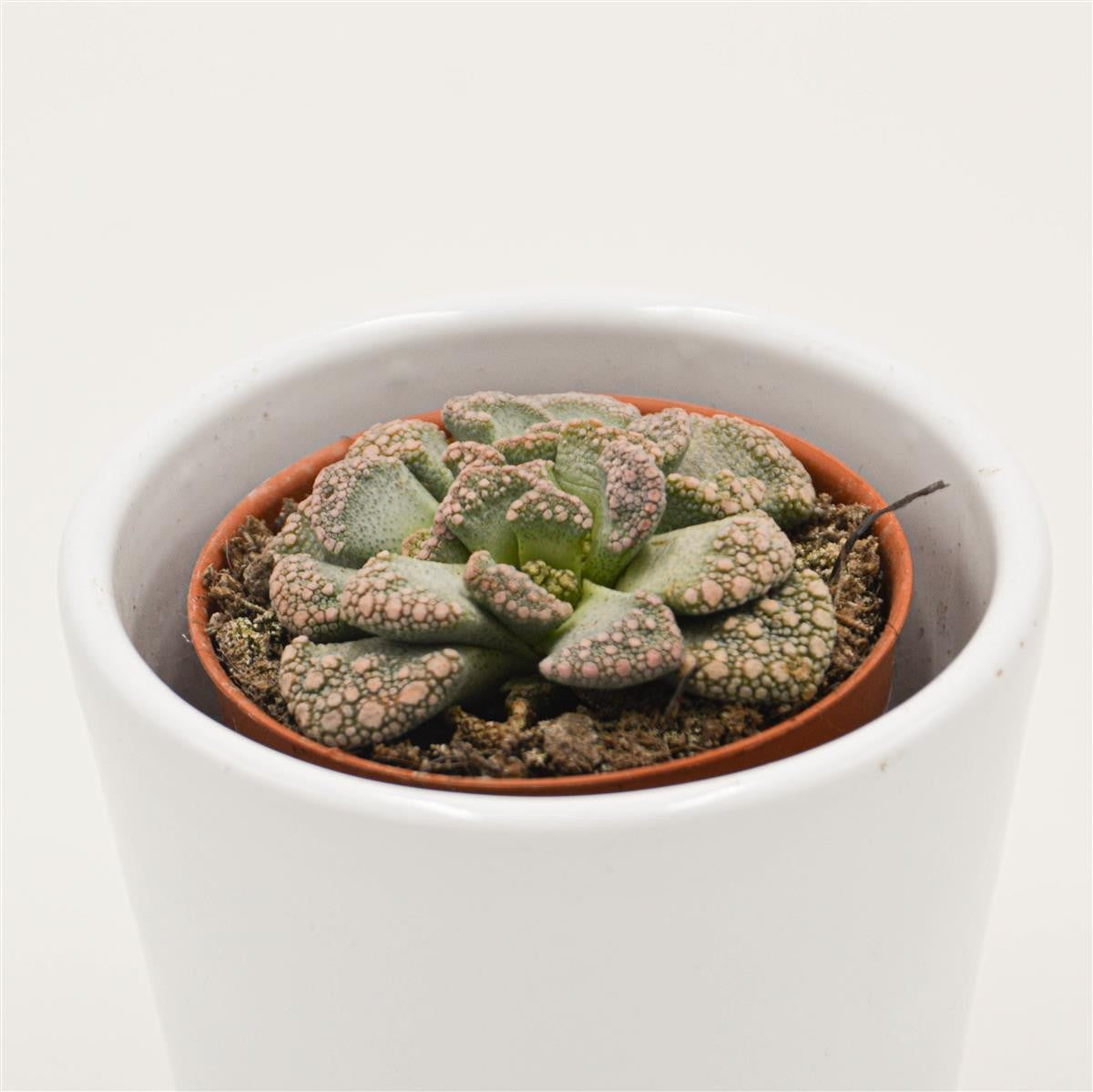 Titanopsis calcarea - 5.5cm