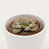 Titanopsis calcarea - 5.5cm
