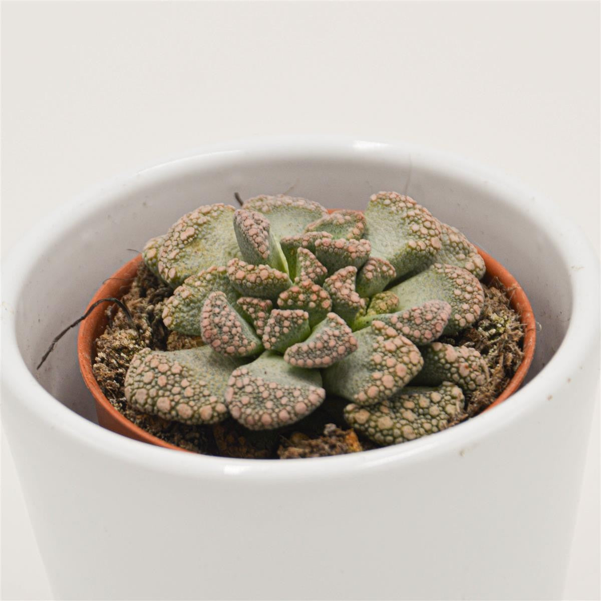 Titanopsis calcarea - 5.5cm