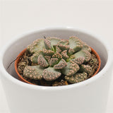 Titanopsis calcarea - 5.5cm