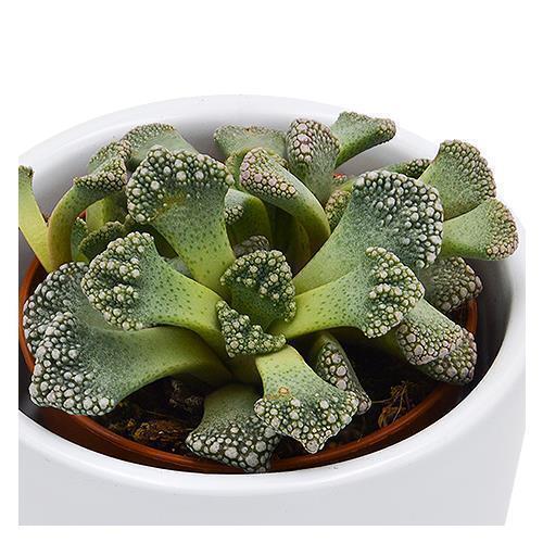 Titanopsis calcarea - 5.5cm