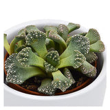 Titanopsis calcarea - 5.5cm