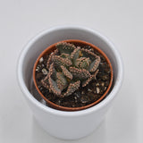 Titanopsis fulleri - 5.5cm