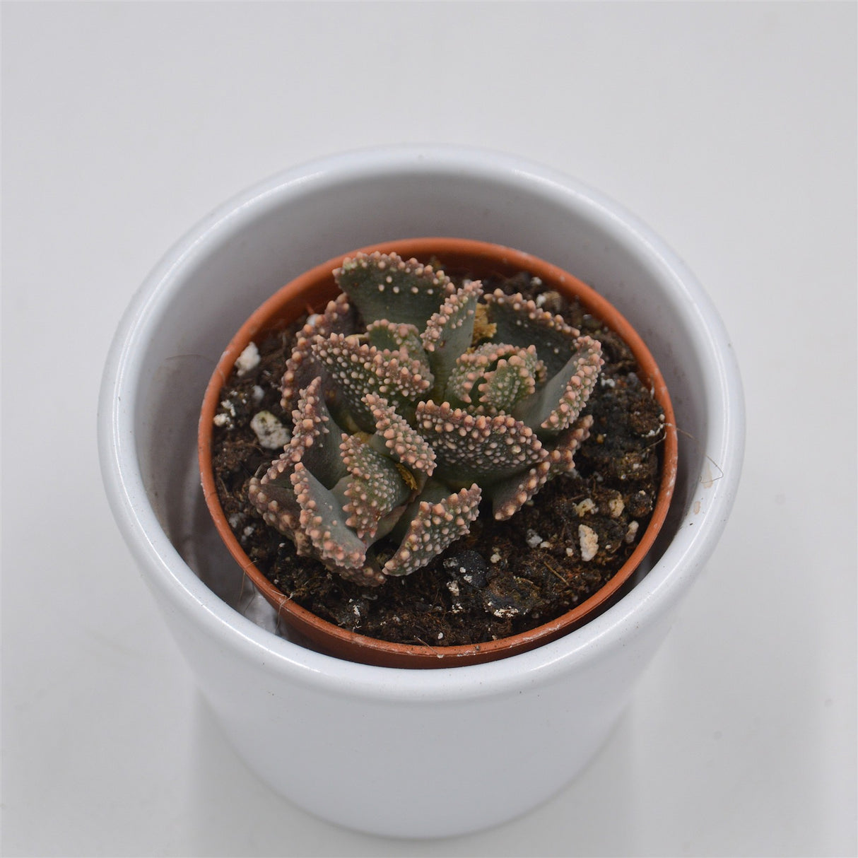 Titanopsis fulleri - 5.5cm