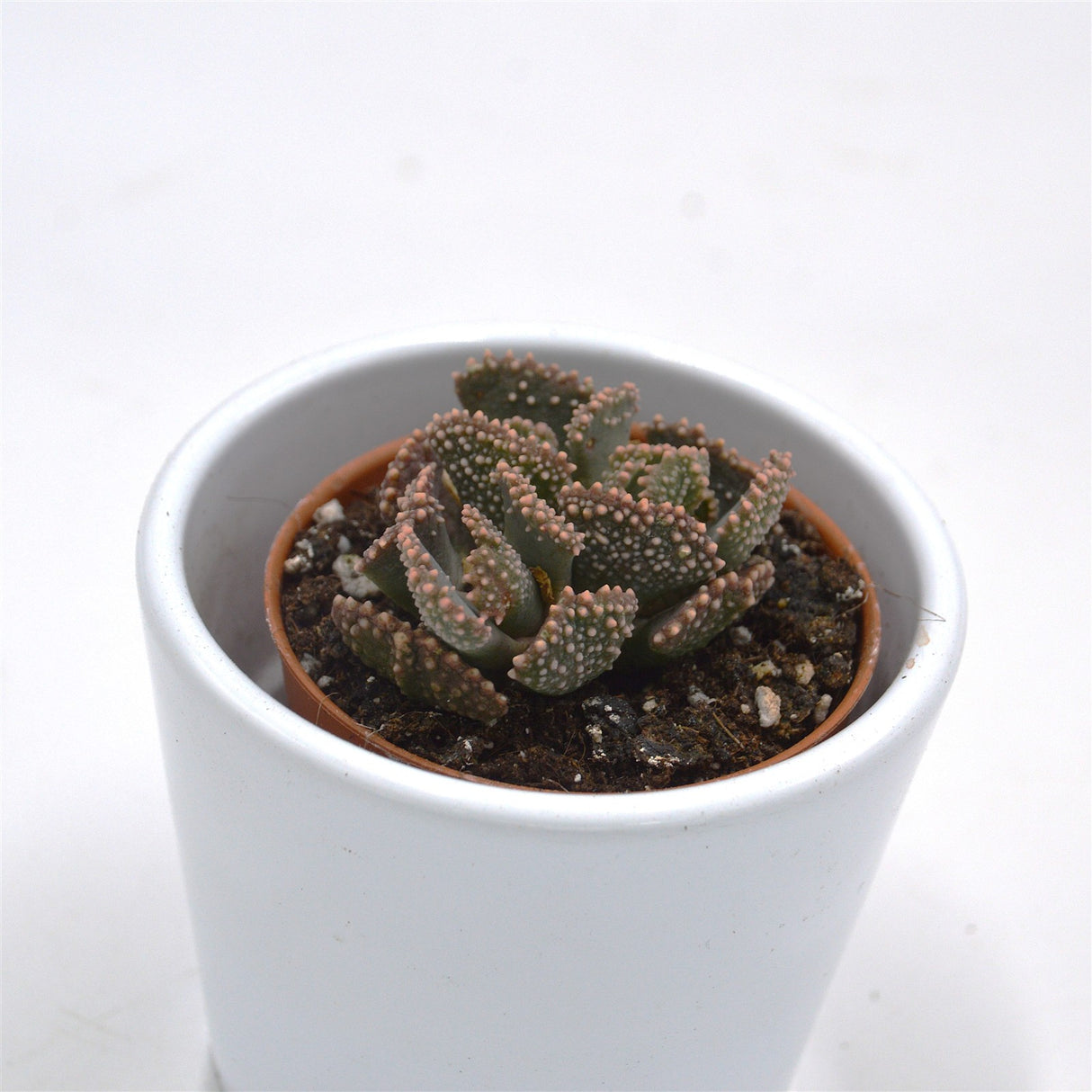 Titanopsis fulleri - 5.5cm